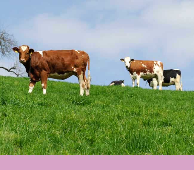 Rinder auf dem Birlihof Melchnau