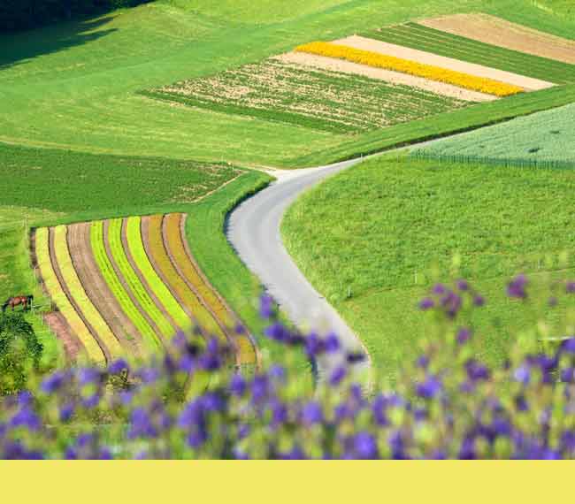 Wildblumenvermehrung